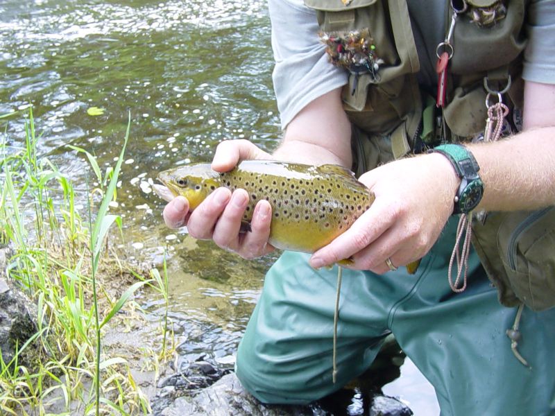 Ulrich catches a nice trout